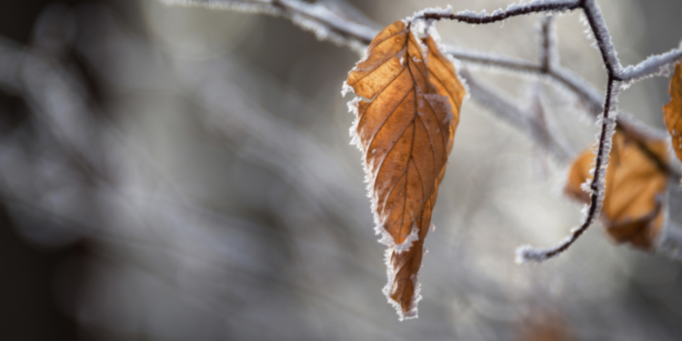 В ночь на субботу в Рязанской области ожидаются заморозки до -1 градуса
