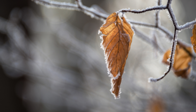 В ночь на субботу в Рязанской области ожидаются заморозки до -1 градуса