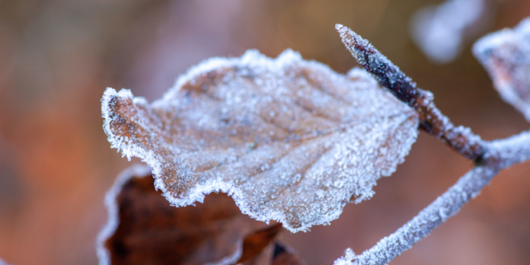 В ночь на вторник в Рязанской области похолодает до -4 градусов