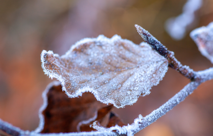 В ночь на вторник в Рязанской области похолодает до -4 градусов