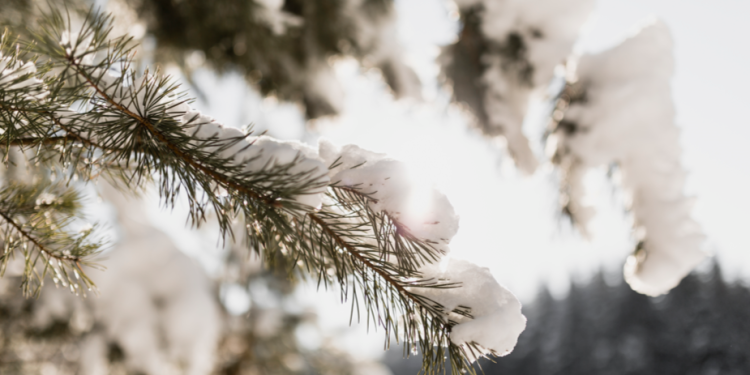 Гидрометцентр: в России предстоящая зима будет холоднее предыдущей Гидрометцентр: в России предстоящая зима будет холоднее предыдущей