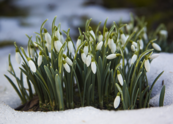 Метеоролог Вильфанд рассказал россиянам о раннем приходе весны в 2026 году Метеоролог Вильфанд рассказал россиянам о раннем приходе весны в 2026 году