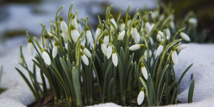 Метеоролог Вильфанд рассказал россиянам о раннем приходе весны в 2026 году