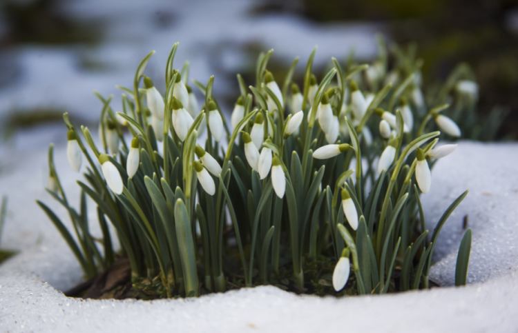 Метеоролог Вильфанд рассказал россиянам о раннем приходе весны в 2026 году