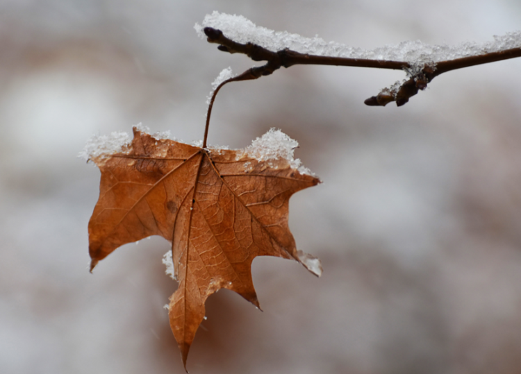 Жителей Центральной России предупредили о первом снеге в октябре
