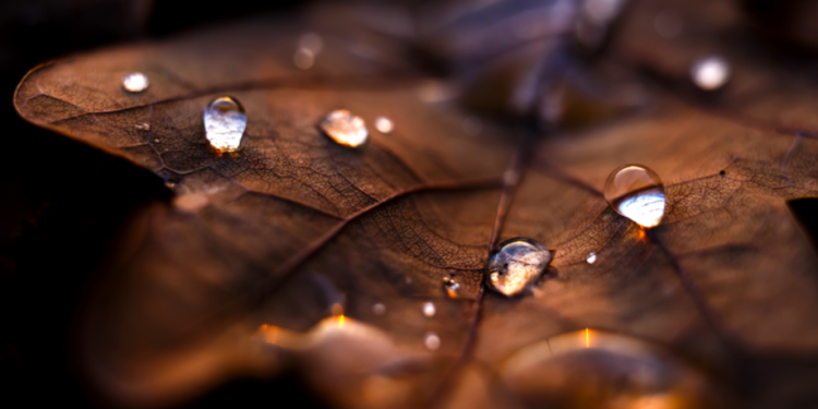 В среду в Рязанской области ожидается небольшой дождь и до +9 градусов