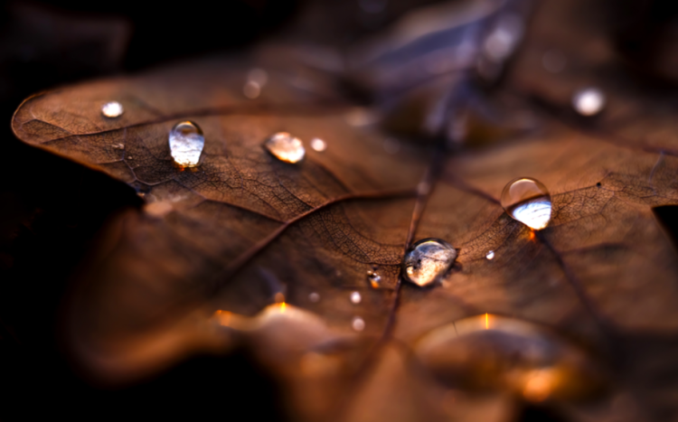 В среду в Рязанской области ожидается небольшой дождь и до +9 градусов