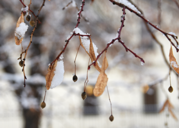 Синоптик Вильфанд: погода в России переходит в зимний режим Синоптик Вильфанд: погода в России переходит в зимний режим