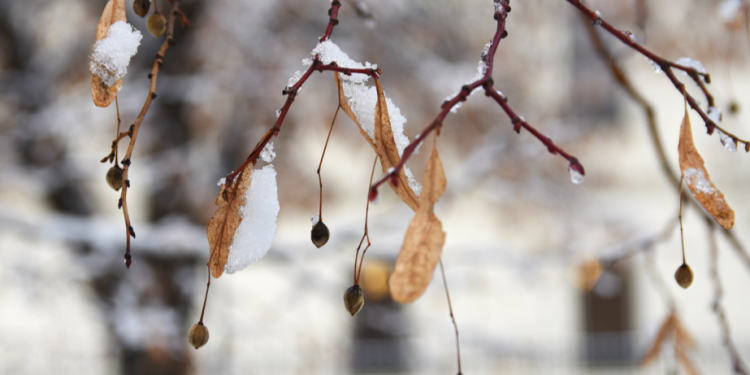 Синоптик Вильфанд: погода в России переходит в зимний режим