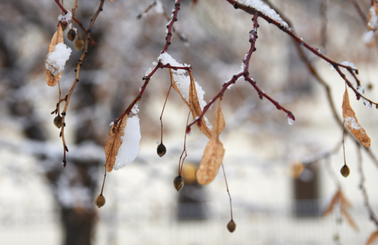 Синоптик Вильфанд: погода в России переходит в зимний режим