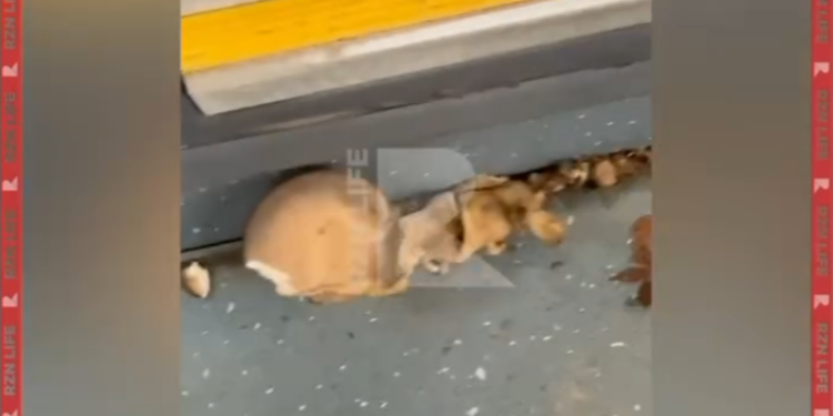 В салоне рязанской маршрутки №77 проросли грибы