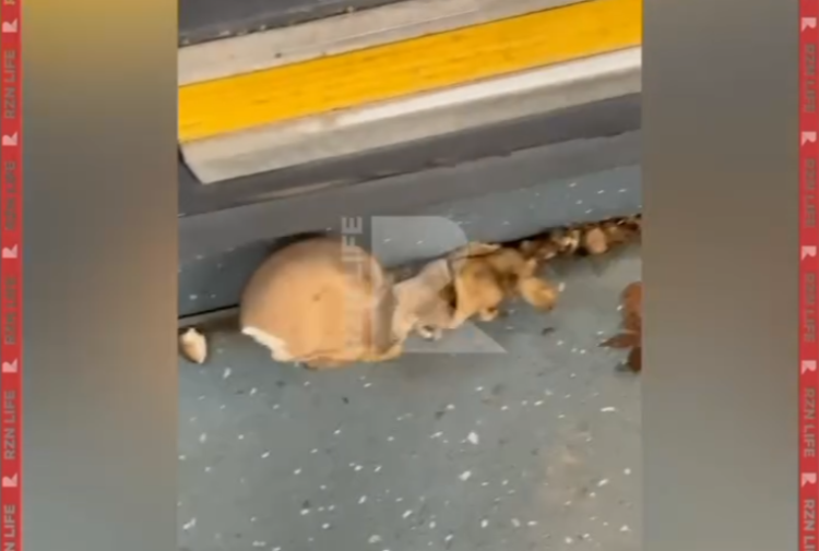 В салоне рязанской маршрутки №77 проросли грибы