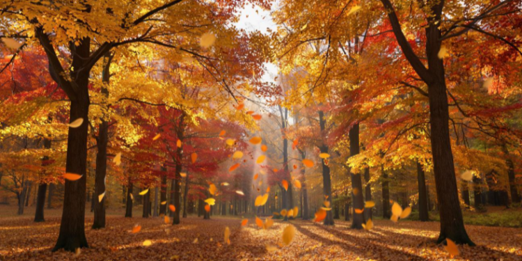 Синоптик Вильфанд: в ближайшие 10 дней в Центральной России температура воздуха будет выше нормы