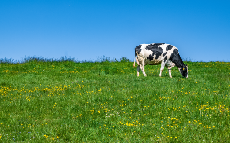 Из Рязанской области в Казахстан и Армению направили свиней и крупный рогатый скот