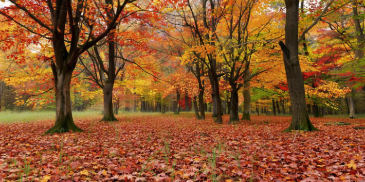 Во вторник в Рязанской области ожидается до +11 градусов