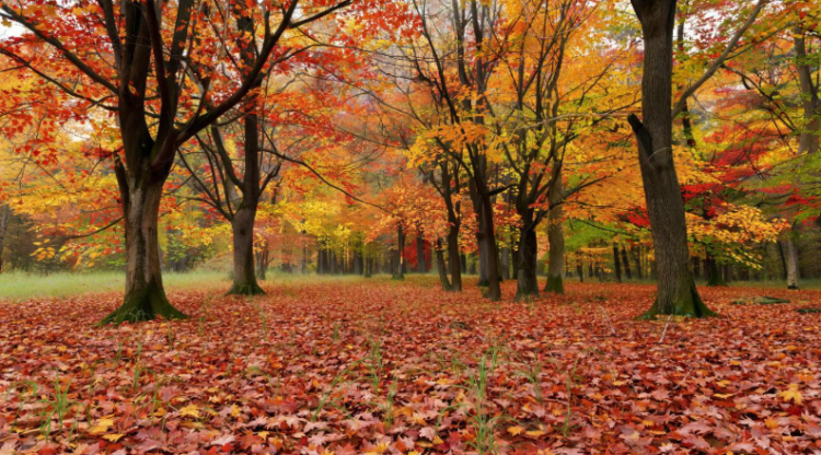 Во вторник в Рязанской области ожидается до +11 градусов