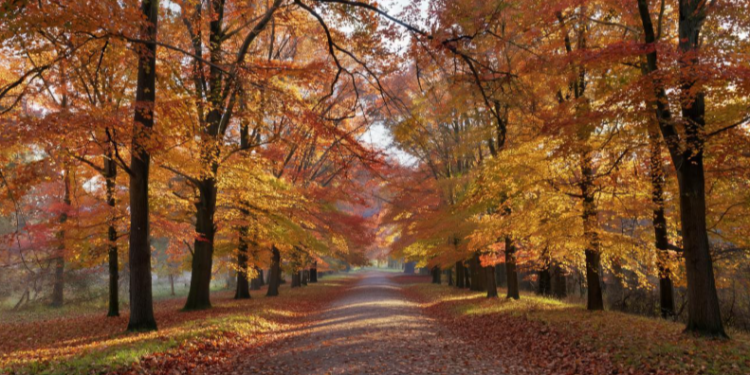 В среду в Рязанской области ожидается до +10 градусов