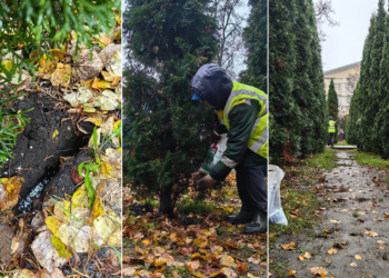 В Рязани подготавливают хвойные деревья к зиме В Рязани подготавливают хвойные деревья к зиме