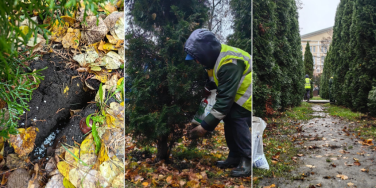 В Рязани подготавливают хвойные деревья к зиме