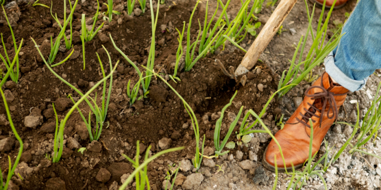 Владельца земли в Рязанской области оштрафовали на 200 тысяч рублей за мусор и сорняки