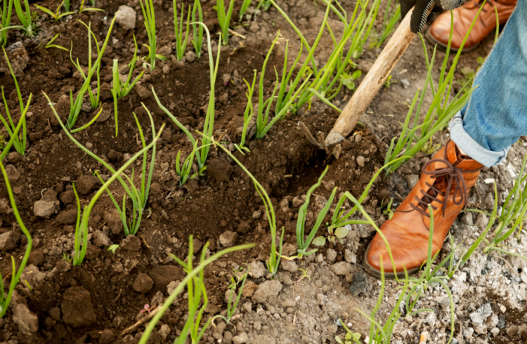 Владельца земли в Рязанской области оштрафовали на 200 тысяч рублей за мусор и сорняки
