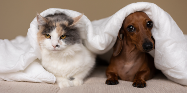 В Рязанской области владельцам домашних животных предложили записаться на регистрацию через «Госуслуги»