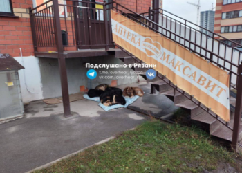 Рязанцы пожаловались на стаю бездомных собак, мешающую пройти к аптеке Рязанцы пожаловались на стаю бездомных собак, мешающую пройти к аптеке