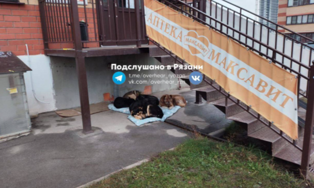 Рязанцы пожаловались на стаю бездомных собак, мешающую пройти к аптеке