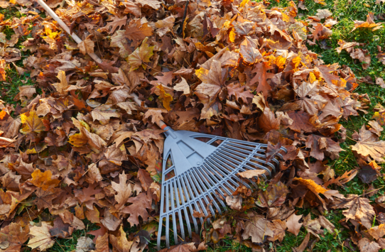 Рязанские экоактивисты перенесли крупный осенний субботник на весну из-за непогоды