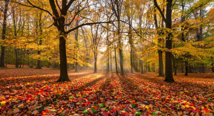 В субботу в Рязанской области потеплеет до + 13 градусов