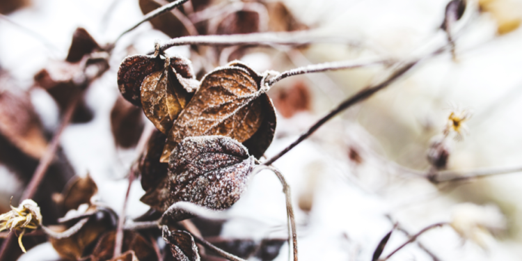 Россиян предупредили о заморозках в выходные