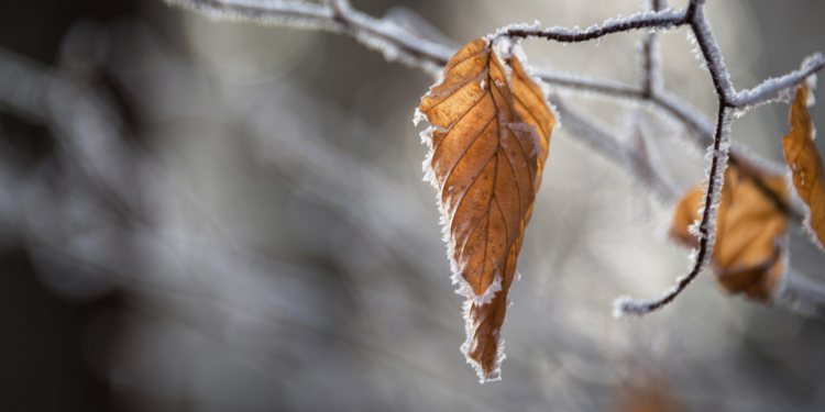 Тишковец: на следующей неделе в Центральной России ожидаются ледяные дожди и снегопады