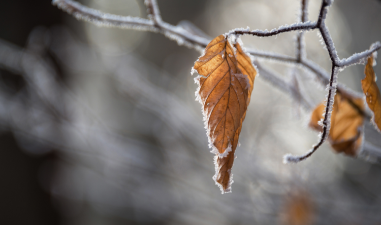 Тишковец: на следующей неделе в Центральной России ожидаются ледяные дожди и снегопады