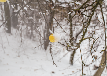 Синоптик Вильфанд рассказал, в каких российских регионах уже выпал снег Синоптик Вильфанд рассказал, в каких российских регионах уже выпал снег