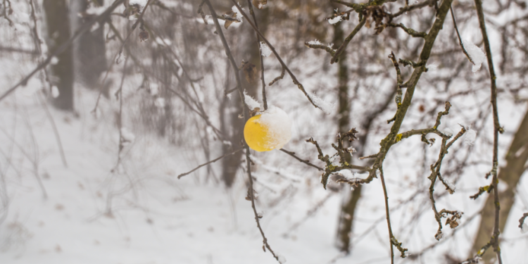 Синоптик Вильфанд рассказал, в каких российских регионах уже выпал снег