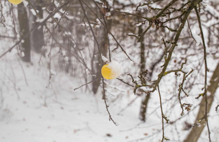 Синоптик Вильфанд рассказал, в каких российских регионах уже выпал снег