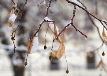 16 ноября в Рязанскую область ожидается резкое похолодание