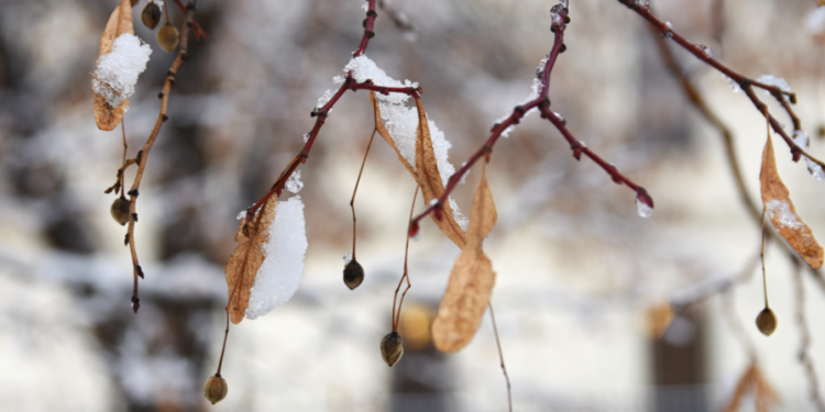 16 ноября в Рязанскую область ожидается резкое похолодание