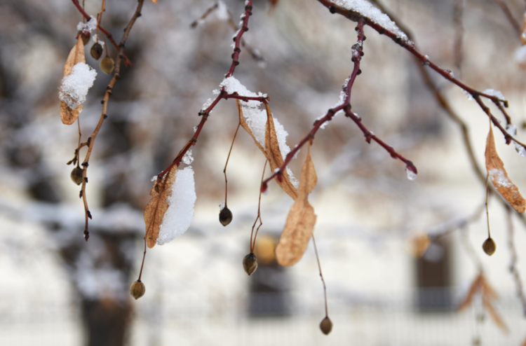 16 ноября в Рязанскую область ожидается резкое похолодание