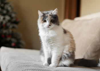 Рязанская облдума приняла закон об обязательной маркировке и учете домашних животных