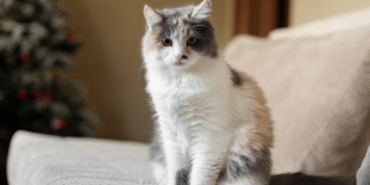 Рязанская облдума приняла закон об обязательной маркировке и учете домашних животных