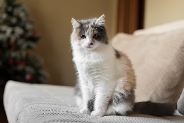 Рязанская облдума приняла закон об обязательной маркировке и учете домашних животных