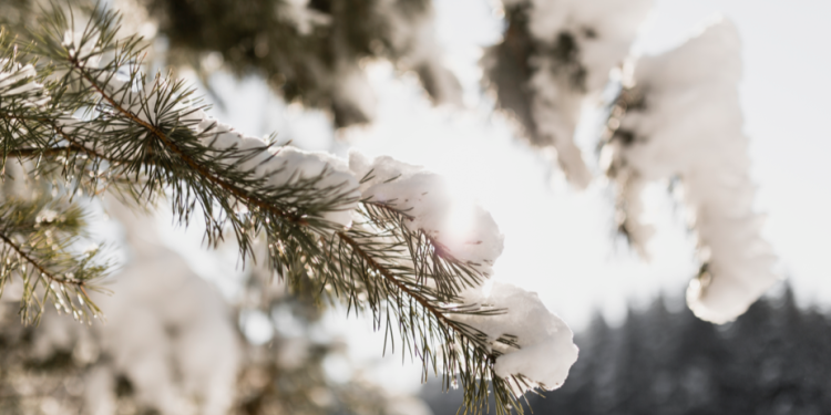 Вильфанд: зима в Центральной России будет теплее нормы Вильфанд: зима в Центральной России будет теплее нормы