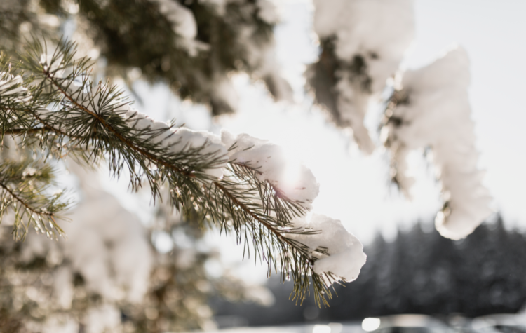 Вильфанд: зима в Центральной России будет теплее нормы