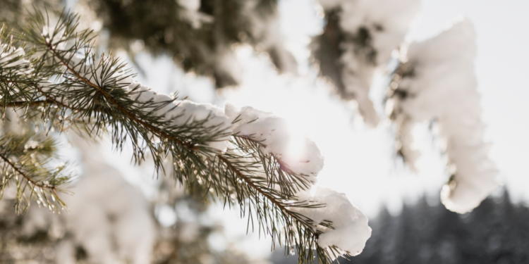 Синоптик Тишковец рассказал, когда в Центральную Россию придет настоящая зима Синоптик Тишковец рассказал, когда в Центральную Россию придет настоящая зима