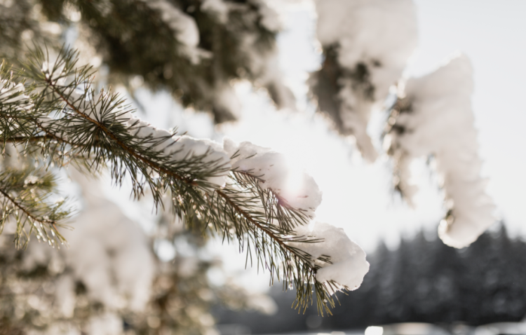 Синоптик Тишковец рассказал, когда в Центральную Россию придет настоящая зима