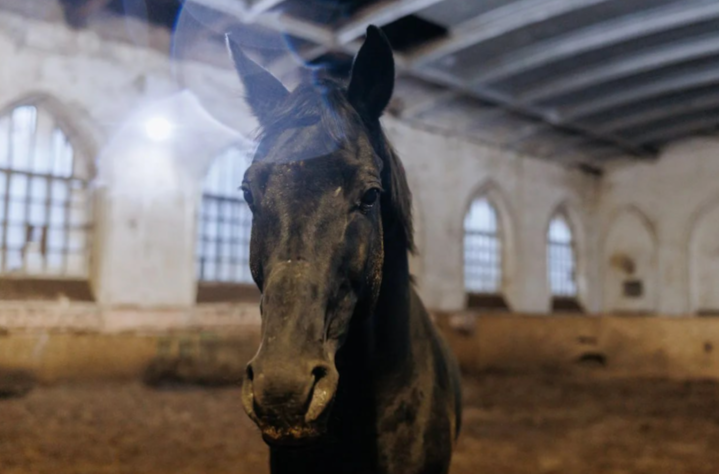 Малков: Старожиловский конный завод приведут в порядок