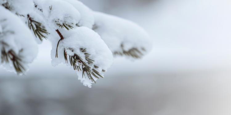 Вильфанд: холодная снежная зима придет в Центральную Россию не предвидится до конца ноября