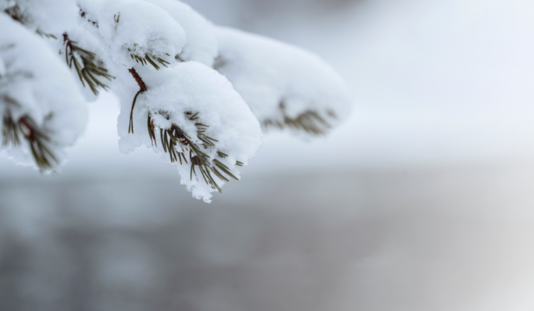 Вильфанд: холодная снежная зима придет в Центральную Россию не предвидится до конца ноября