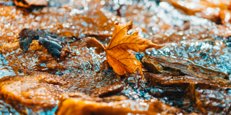 В ночь на вторник в Рязанской области похолодает до -6 градусов